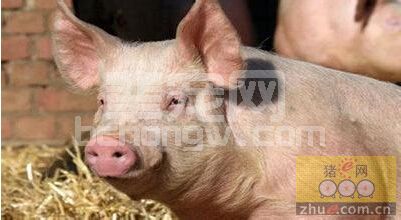 使用温盐水治猪鼻炎