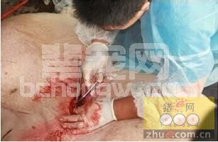 母猪剖腹产手术要点与操作流程