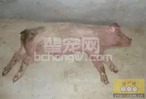 是不是在猪场特别头疼出现神经症状的病猪，一起来看看怎么处理？