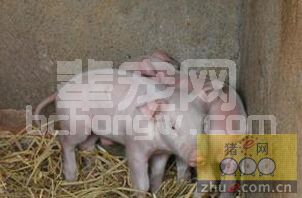 警惕！这13个祸根会让你的仔猪拉稀不止