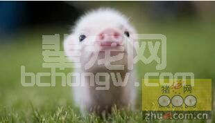 猪副嗜血杆菌的流行特点、临床症状及诊断防治