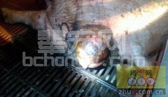 母猪难产的预防、详细处理与治疗方案