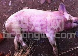 猪瘟在养猪不同阶段发病特征