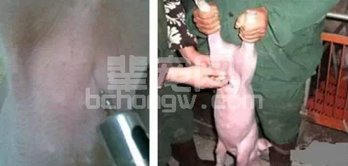 仔猪腹腔补液技术，看看你够专业吗？