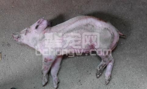 猪链球菌病的最新流行情况及防治方案