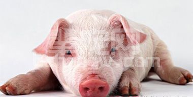 7种猪场常见病的应急处理方法，说不定能派上大用场