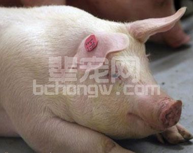 猪病治疗无效的原因分析和防控策略