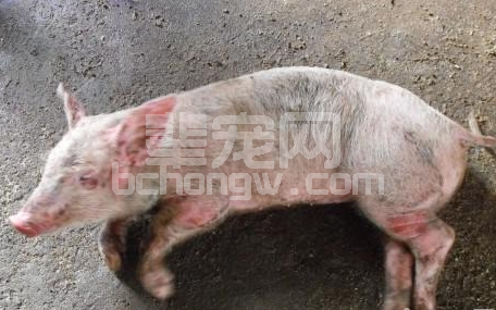 谈谈猪的链球菌及防治