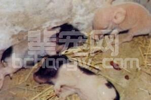 小猪红痢的分析与防控