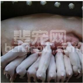 疫苗也难防腹泻？不如试试用初乳解决