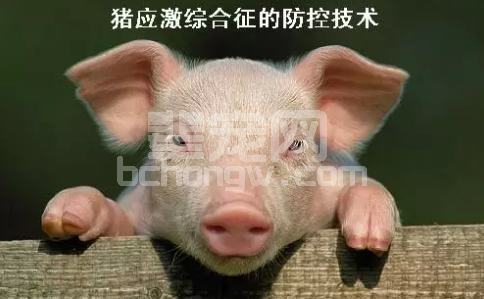 生猪生产管理中的应激综合征防控技术