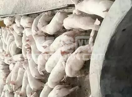 养猪10年的场长对流行性腹泻的几点思考