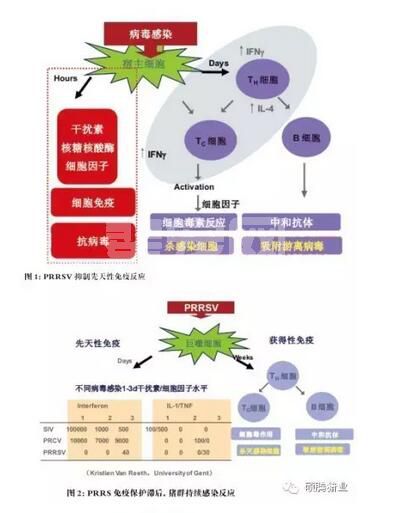蓝耳病免疫面临的挑战首先是抑制先天性免疫反应