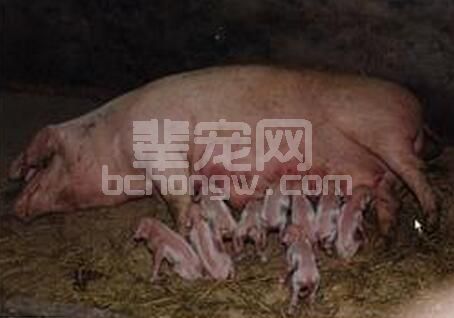 母猪的繁殖障碍综合征研究与分析