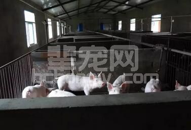 猪场最头疼的一种病，副猪嗜血杆菌病的防治！真实用！