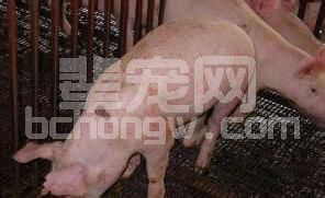 猪的葡萄球菌病的临床症状及防治措施