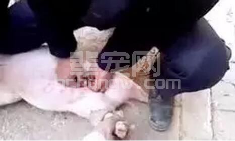 养猪生产一线阉割技术及术后疾病的诊治
