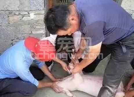 当个猪兽医其实不难，记住规模化猪场疫病的诊断思路就成功了一半！