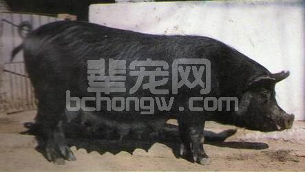 看皮毛就能辨别猪病，你知道吗?