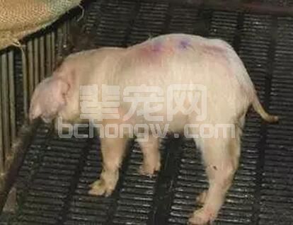猪病治疗无效的原因分析及对策研究