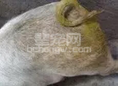 中大猪又吐又泻的“TGE”与只泻不吐的“PED”的预防措施