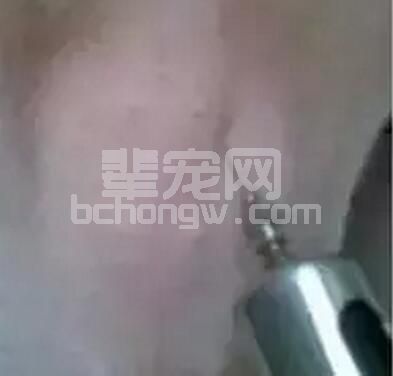产房腹泻爆发时，进行腹腔注射是治疗乳猪腹泻降低死亡率最有效方法