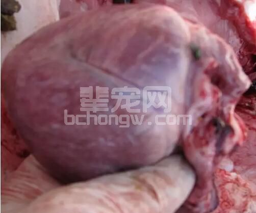 5号病的流行是天灾还是人过？