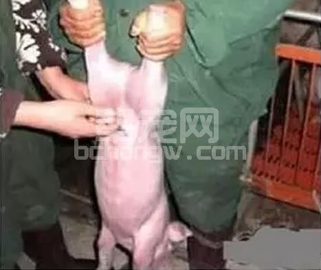 仔猪腹腔补液技术---方法、选药、注意事项，看看你够专业吗？