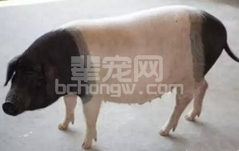 母猪滞产的助产方法大讲解