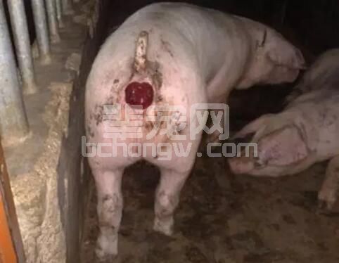 冬春易发猪脱肛，该怎么办？附：详细手术操作流程