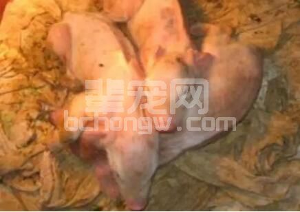 传统的“君 臣 佐 使”还有几个人记得？送你一剂防治猪腹泻的良方