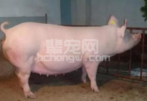 猪场最头疼也最难以解决还得必须面对的一个难题---母猪产后不发情