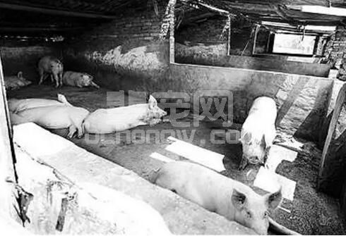 规模养猪场最容易忽视重大安全隐患---排粪沟