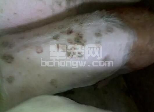 如何做好猪瘟、猪肺疫、猪丹毒三种传染病的鉴别？