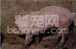 规模化猪场猪疥螨病的有效防治