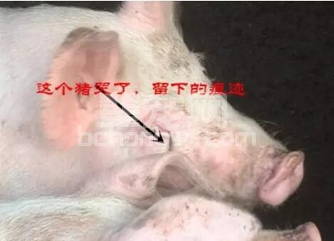 你知道您的猪为什么哭了吗？一句话归根结底鼻泪管肿胀堵塞有关