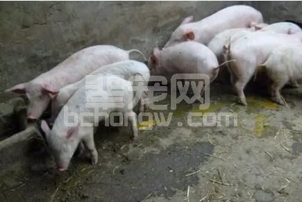 分析近年猪场病毒性腹泻的病因及防控措施