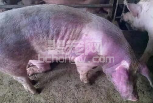 猪蓝耳病疫苗的免疫原性、保护效果以及安全性综述