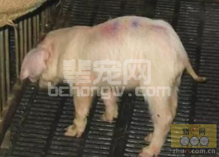 副猪嗜血杆菌病典型病例的诊疗体会