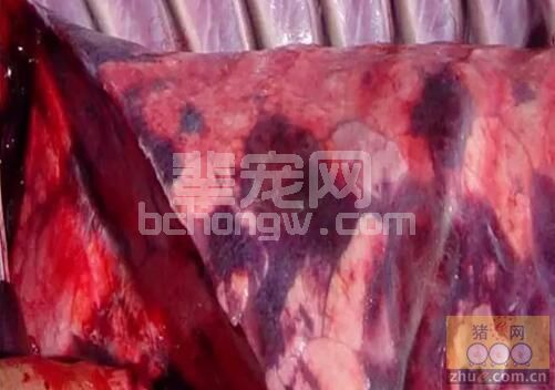 一例猪圆环病毒与副猪嗜血杆菌混合感染的诊治