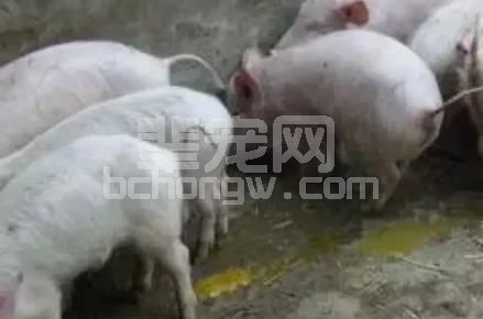 兽医必读：如何合理利用返饲防控猪病毒性腹泻？