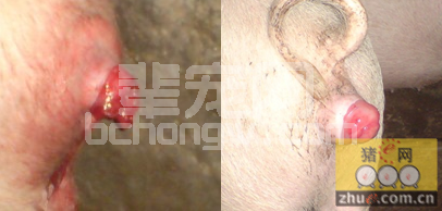 冬春易发猪脱肛，该怎么办？