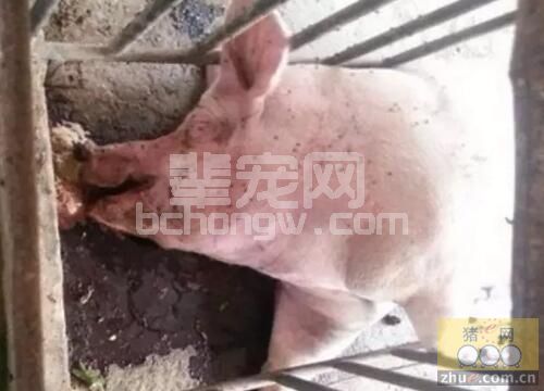 猪场七大呼吸系统疾病的临床鉴别思路汇总