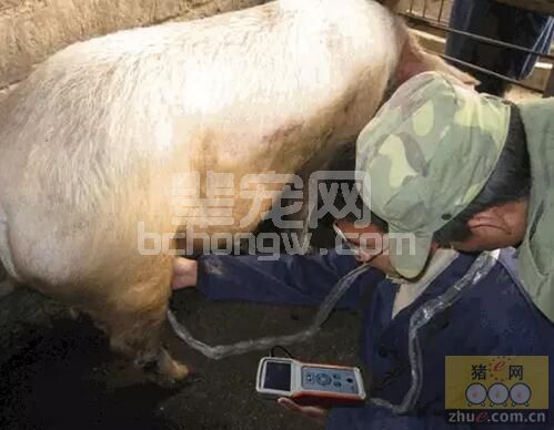 现代化猪场猪群生产必备的检测项目：兽用B超在猪场测孕案例讲解