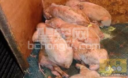 PED并不可怕，关键是不是你能不能深入认识了解它而已！
