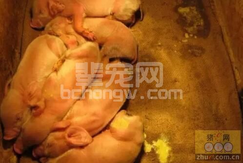 集约化猪场仔猪腹泻的致病机理、致病因素分析及综合控制方案