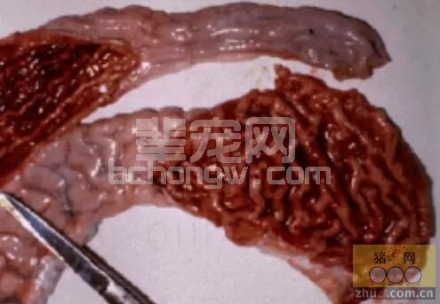 中大猪及经产母猪的常发病“增生性回肠炎”的防控措施