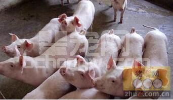 猪便秘用花生油或食用盐效果好