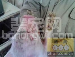 猪口蹄疫处理的“三步走”原则