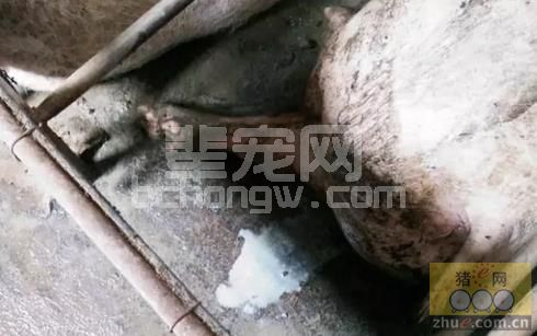 一例母猪产后子宫内膜炎的病例的诊治情况报告